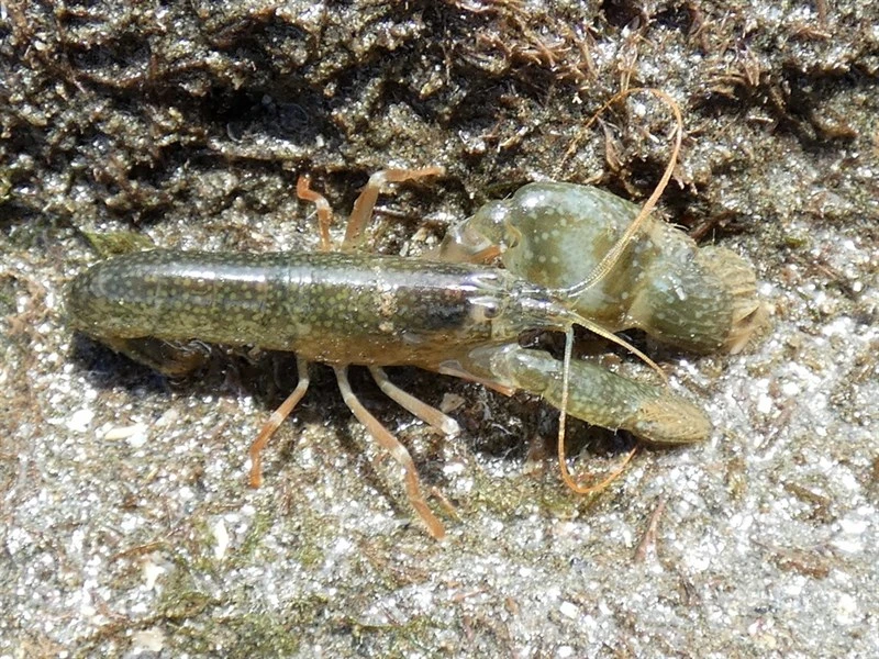 , Alpheus galapagensis, Alpheus galapagensis