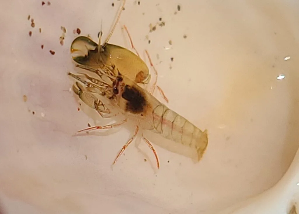 , Alpheus paracrinitus, Alpheus paracrinitus
