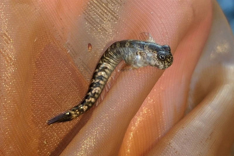 , Alticus aldabrensis