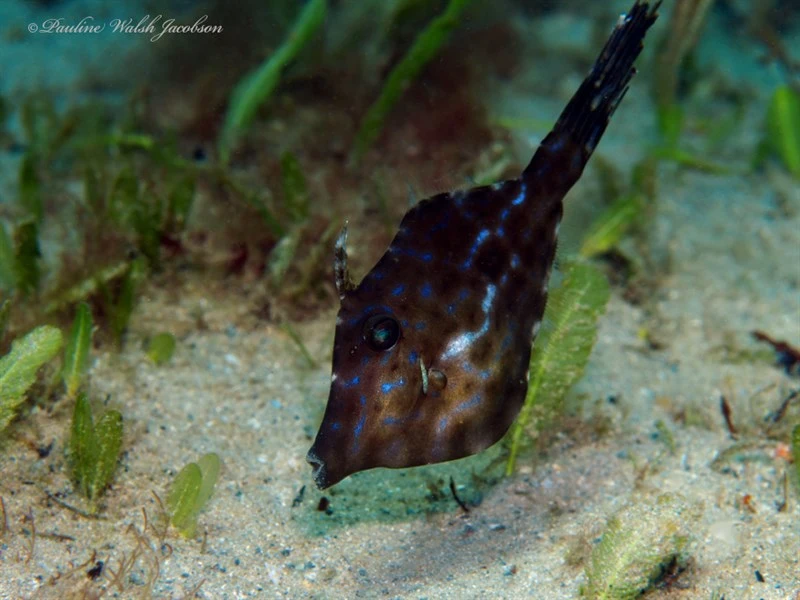Dotterel filefish, Dotterel Filefish, Leatherjacket, Aluterus heudelotii