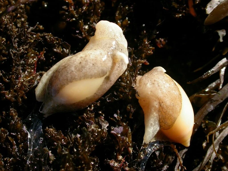 , Marginate Ancilla, Amalda marginata