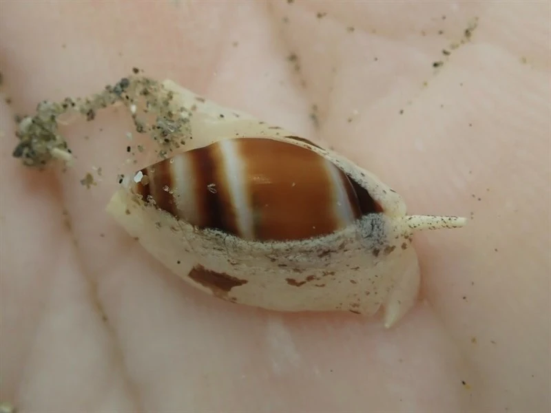 , Northland Olive - Amalda northlandica, Amalda northlandica