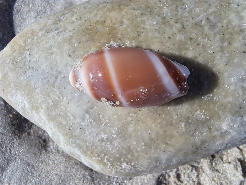 , Blunt Ancilla - Amalda obtusa, Amalda obtusa