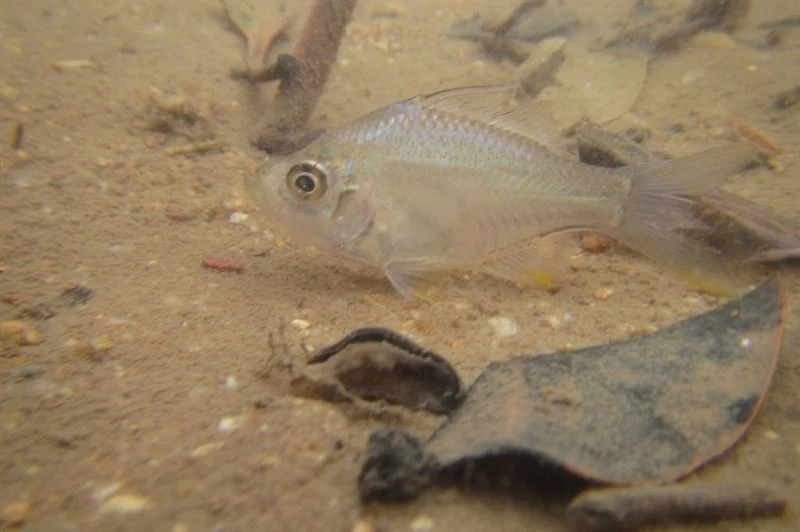 Scalloped perchlet, Ambassis nalua, Ambassis nalua