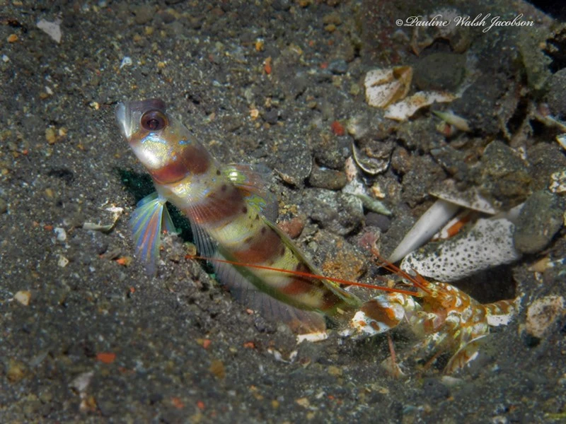 Arcfin shrimpgoby, Horse-shoe Shrimp-goby,  Arcfin Shrimpgoby, Amblyeleotris arcupinna