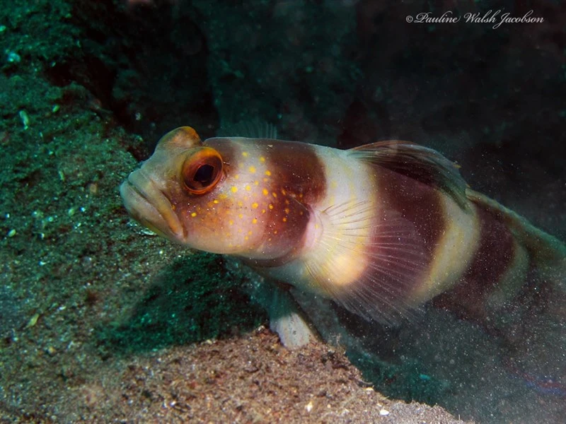 Giant prawn-goby, Giant Prawn Goby, Giant Shrimp Goby, Giant Shrimp-goby, Giant Shrimpgoby, Amblyeleotris fontanesii