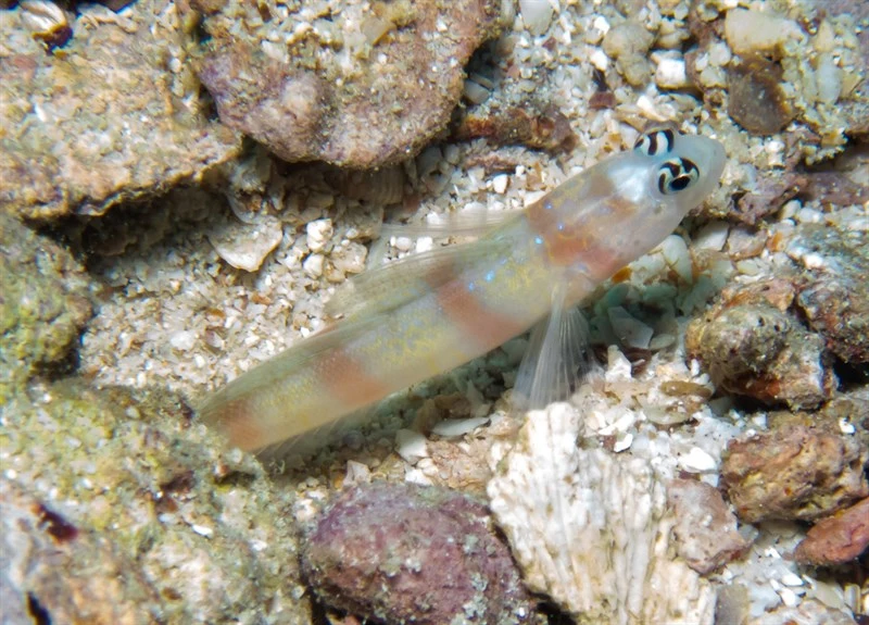 Steinitz' prawn-goby, Steinitz Prawn Goby, Amblyeleotris steinitzi