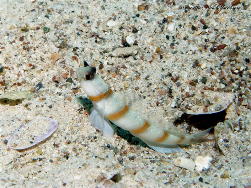 Magnus' prawn-goby, Magnus Prawn-goby, Amblyeleotris sungami