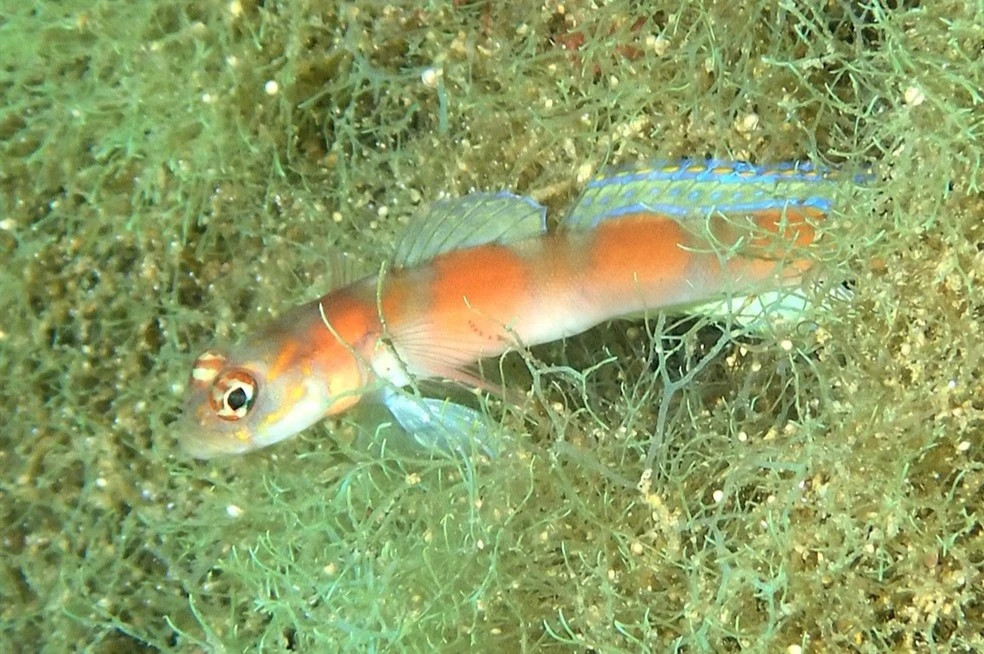 Flagtail shrimpgoby, Flagtail Shrimpgoby, Amblyeleotris yanoi