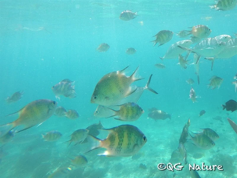Staghorn damselfish, Staghorn Damselfish, Staghorn Damsel, Amblyglyphidodon curacao