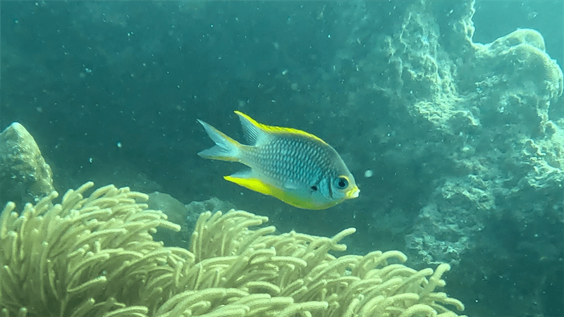 Silolona damselfish, Silolona Damselfish, Amblyglyphidodon silolona