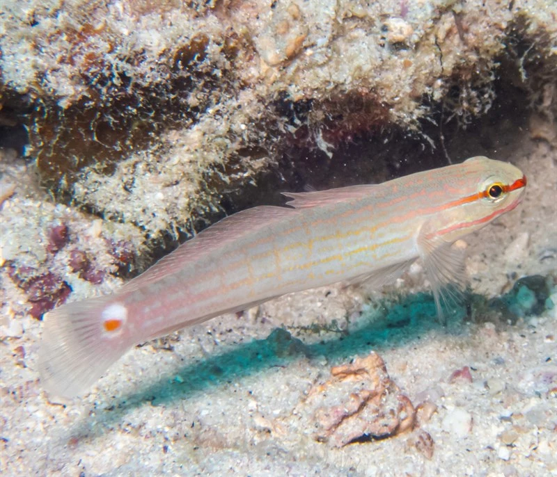 Orange-striped goby, Orange-striped Goby, Crosshatch Goby,, Crossed Goby, Pink-lined Goby, Amblygobius decussatus
