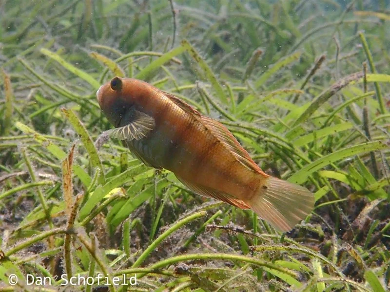 Sphinx goby, Sphinx Goby - Amblygobius sphynx, Amblygobius sphynx