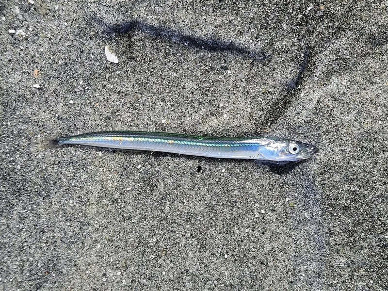 Pacific sandlance, , Ammodytes personatus