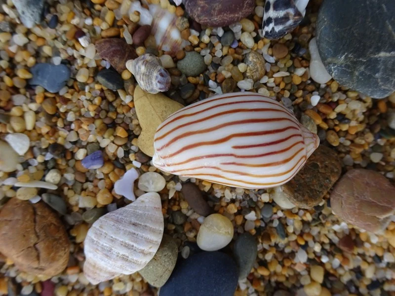 , Zebra Volute - Amoria zebra, Amoria zebra