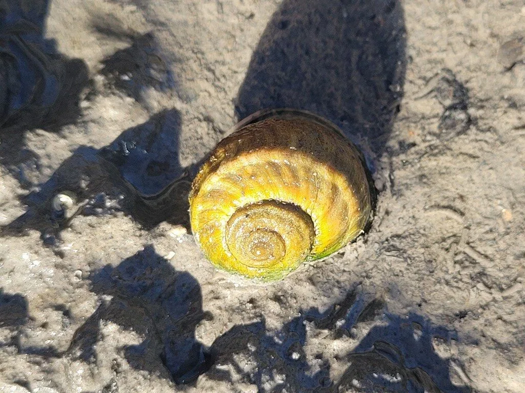 , Mud Snail, Mud-Flat Snail, Amphibola crenata