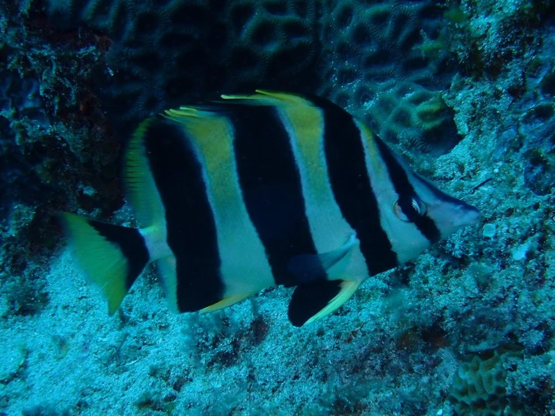 Lord Howe Island butterflyfish, Lord Howe Island Butterflyfish, Broad-barred Butterflyfish, Lord Howe Coralfish, Lord Howe Butterflyfish, Amphichaetodon howensis