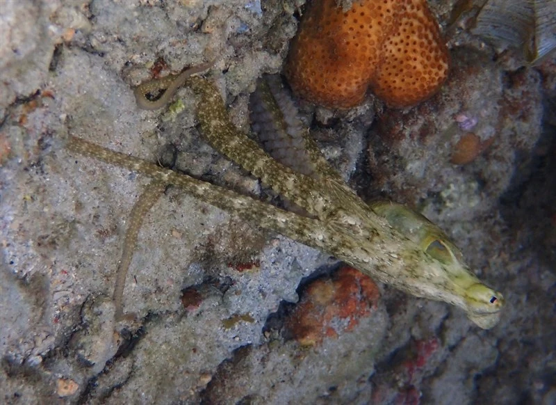 , Marbled Octopus, Amphioctopus aegina