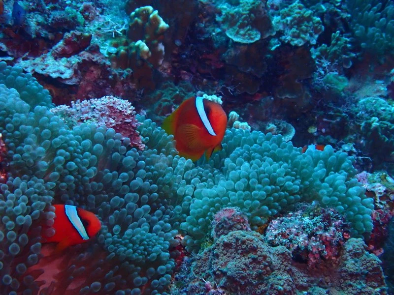 Tomato clownfish, Blackback Anemonefish, Bridled Anemonefish, Fire Clown, Onebar Anemonefish, Red Clown, Red Tomato Clown, Tomato Anemonefish, Tomato Clownfish - Amphiprion frenatus, Amphiprion frenatus