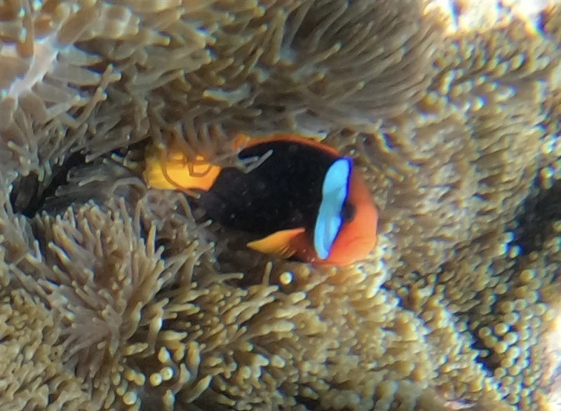 Fire clownfish, Black Anemonefish, Chocolate Clown, Dusky Anemonefish, Fire Clownfish, Red-and-black Anemonefish, Red And Black Anemonefish, Amphiprion melanopus