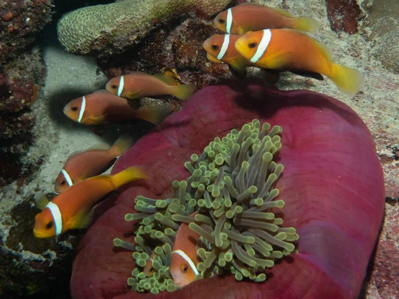 Maldive anemonefish, Maldive Anemonefish, Amphiprion nigripes