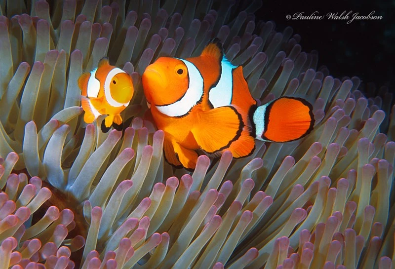 Orange clownfish, Blackfinned Clownfish, Clown Anemonefish, Clownfish, Eastern Clownfish, Orange Clownfish, Amphiprion percula