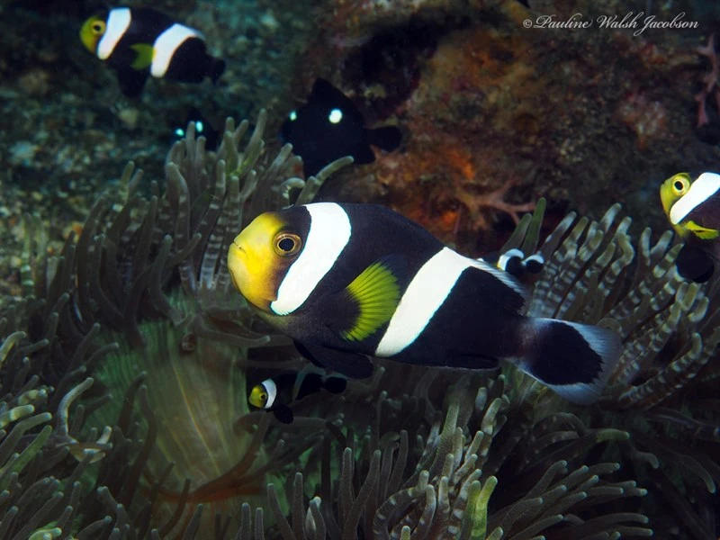 Saddleback clownfish, Brownsaddle Clownfish, Panda Anemonefish, Panda Clownfish, Saddle Back Clown, Saddleback Clownfish, White-tipped Anemonefish, Yellow-finned Anemone-fish, Amphiprion polymnus