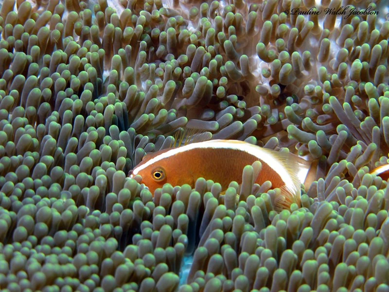 Yellow clownfish, Eastern Skunk Anemonefish, Golden Anemonefish, Orange Anemonefish, Yellow Clownfish, Yellow Skunk Clownfish, Amphiprion sandaracinos