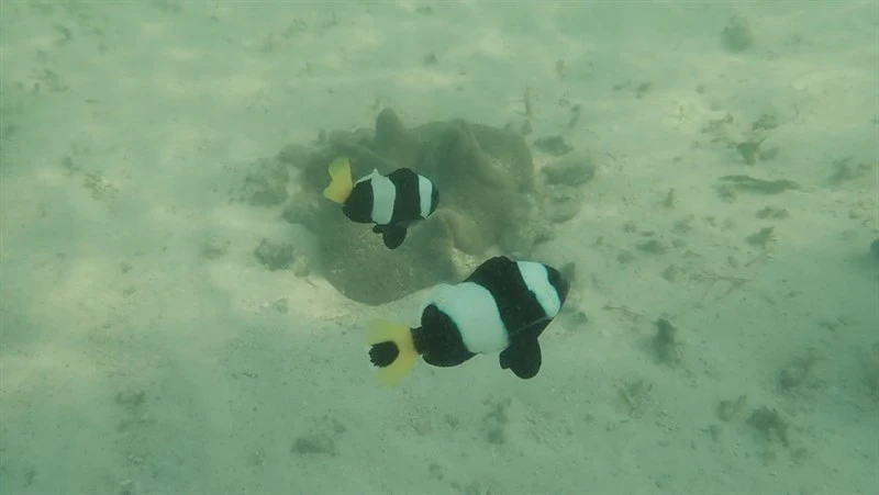 Sebae anemonefish, Sebae Anemonefish - Amphiprion sebae, Amphiprion sebae