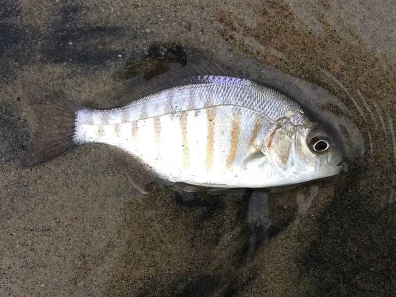 Barred surfperch, Barred Surfperch, Amphistichus argenteus