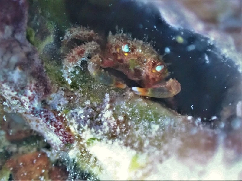 , Paved Clinging Crab, Mithracid Spider Crab - Amphithrax aculeatus, Amphithrax aculeatus