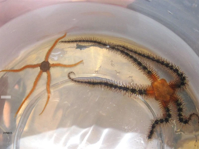 , Amphiura (Amphiura) capensis