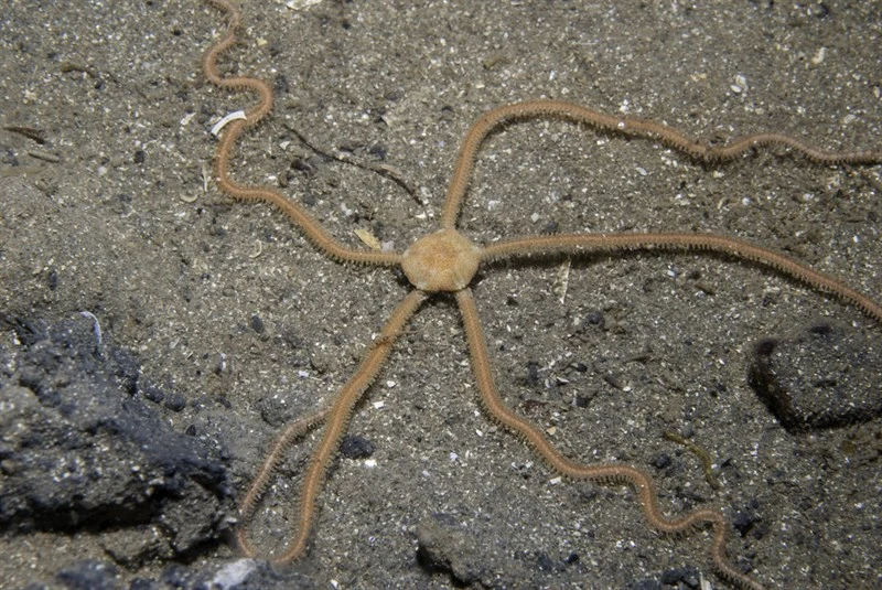 , Amphiura filiformis