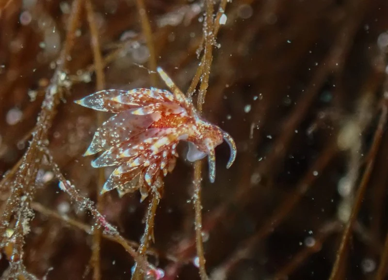 , Pale Aeolid Nudibranch, Amphorina pallida