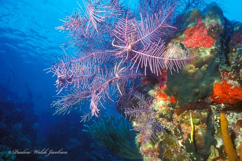 , Swimming Sea Lily, Swimming Crinoid, Analcidometra armata