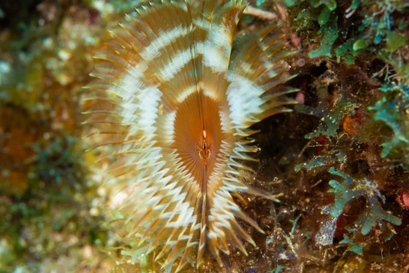 , Split Crown Feather Duster Worm, Anamobaea orstedii