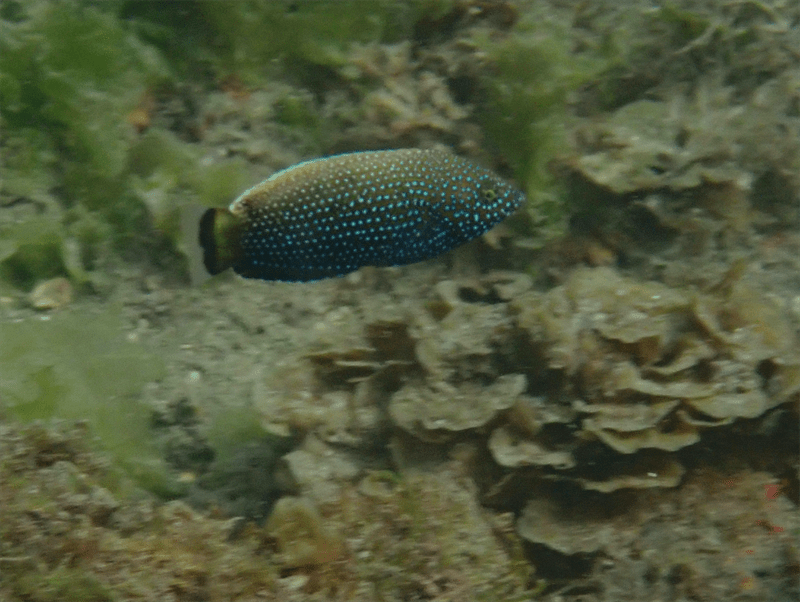 Bluespotted wrasse, Bluespotted Wrasse, Bluespotted Tamarin, Blue Spotted Wrasse, Diamond Wrasse, Spotted Chisel-tooth Wrasse, Spotted Rare Wrasse, Anampses caeruleopunctatus
