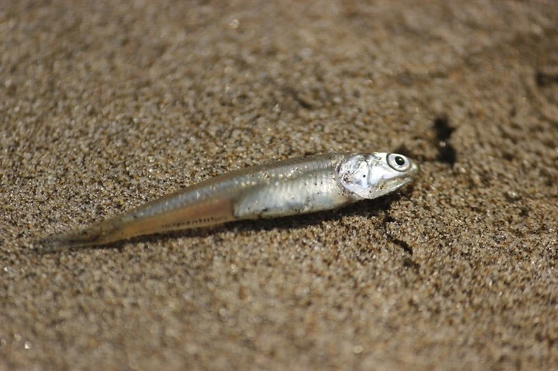 Longnose anchovy, Anchoa nasus, Anchoa nasus
