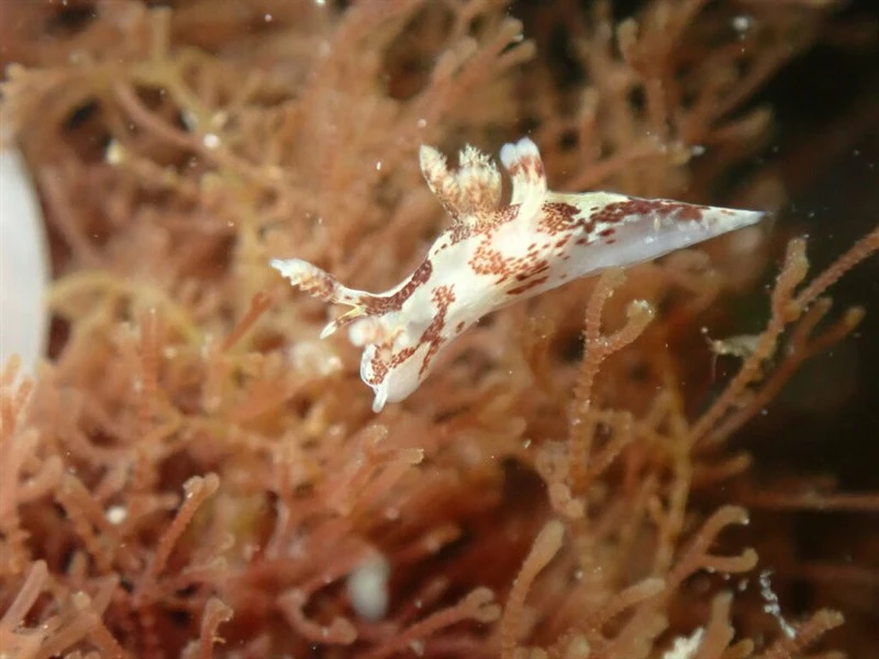 , Freckled Ancula - Ancula lentiginosa, Ancula lentiginosa