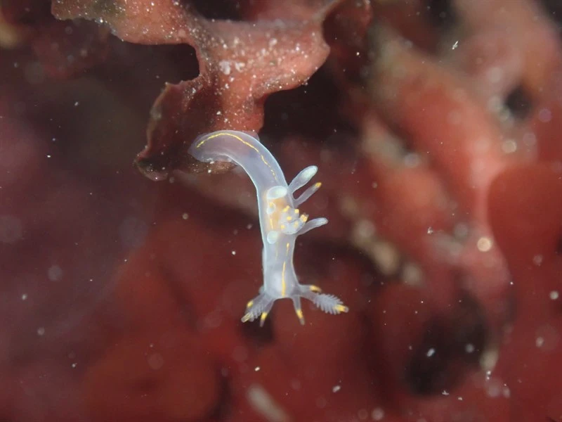 , Ancula pacifica
