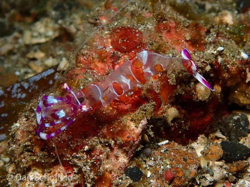 , Yellow-Spotted Anemone Shrimp, Ancylomenes luteomaculatus