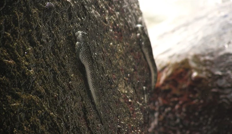 Four-fingered lipsucker, Andamia tetradactylus, Andamia tetradactylus