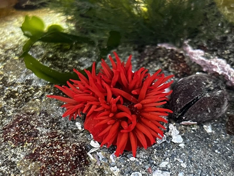 , Sea Anemone, Anemonia alicemartinae