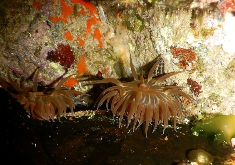 , Changeable  Anemone, Anemonia mutabilis