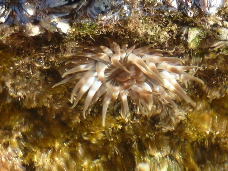 , Natal Anemone, Anemonia natalensis