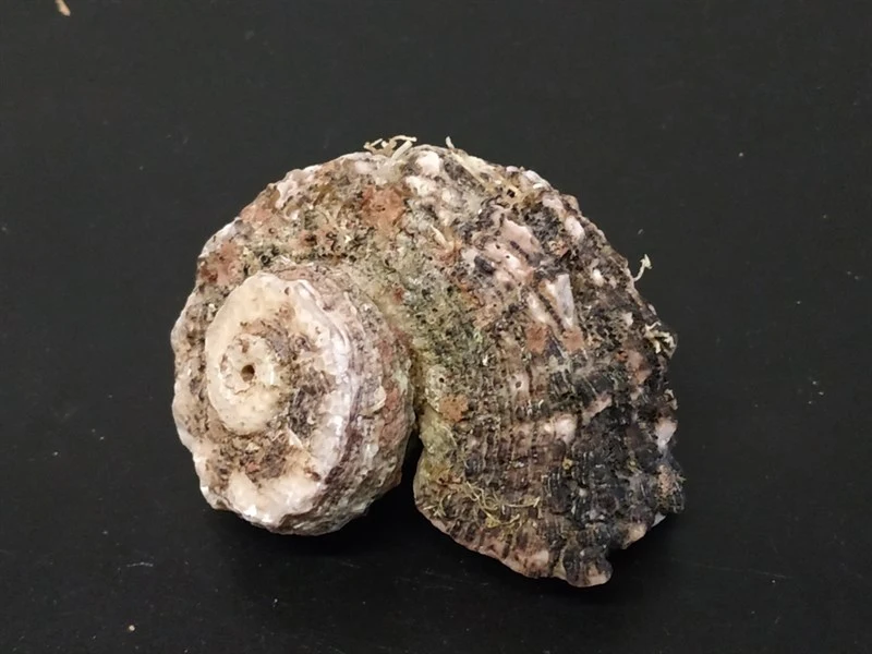 , Common Delphinula, Dolphin Shell - Angaria delphinus, Angaria delphinus