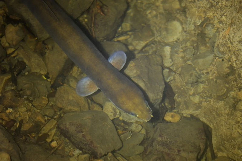 European eel, European Eel - Anguilla anguilla, Anguilla anguilla