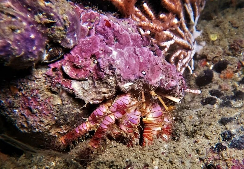 , Scaly-legged Hermit-Crab - Aniculus aniculus, Aniculus aniculus