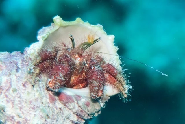 , Hariy Netted Hermit Crab, Aniculus retipes