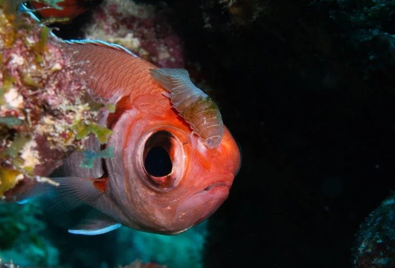 , Blackbar Soldierfish Isopod, Anilocra myripristis